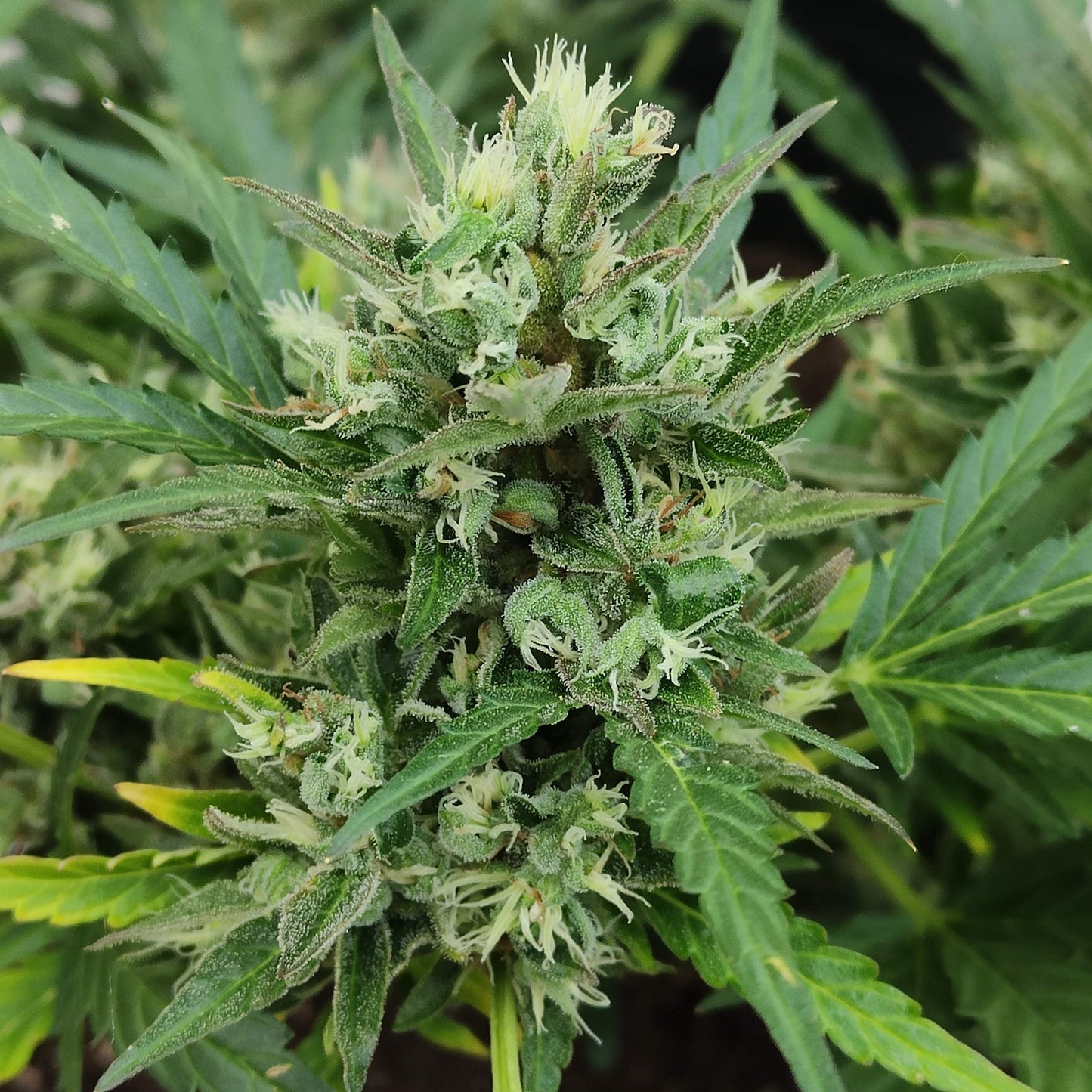 Northern Lights .Auto Sensi Seeds