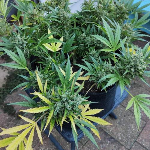 Northern Lights .Auto Sensi Seeds