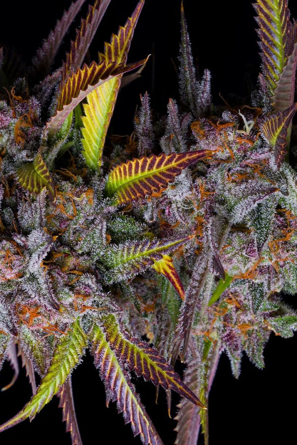 Tropicana Cookies .Fast&Fem Fast Buds Genetics