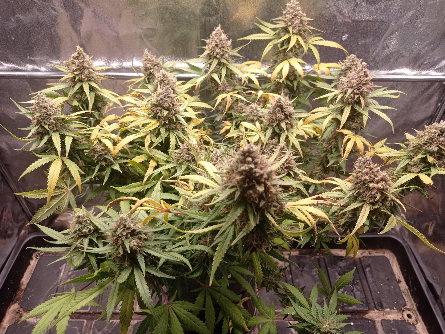 Skunk 1# Auto. Sensi Seeds