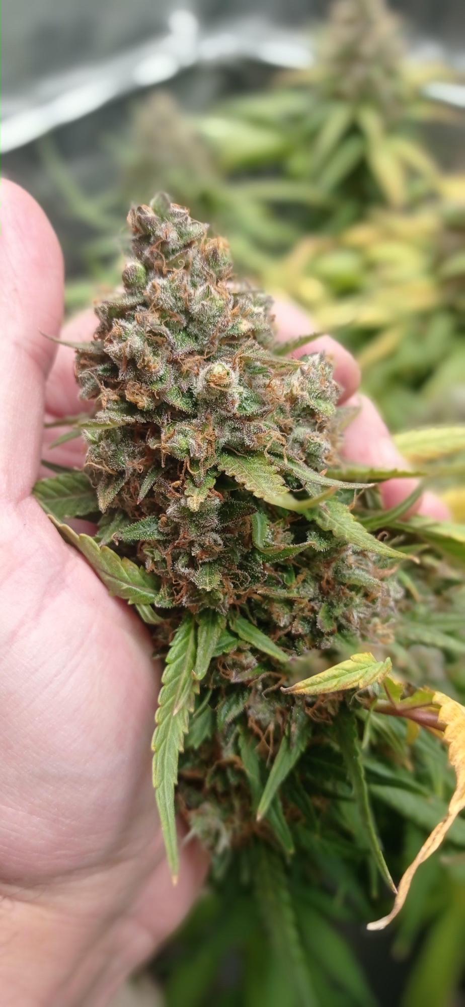 Skunk 1# Auto. Sensi Seeds