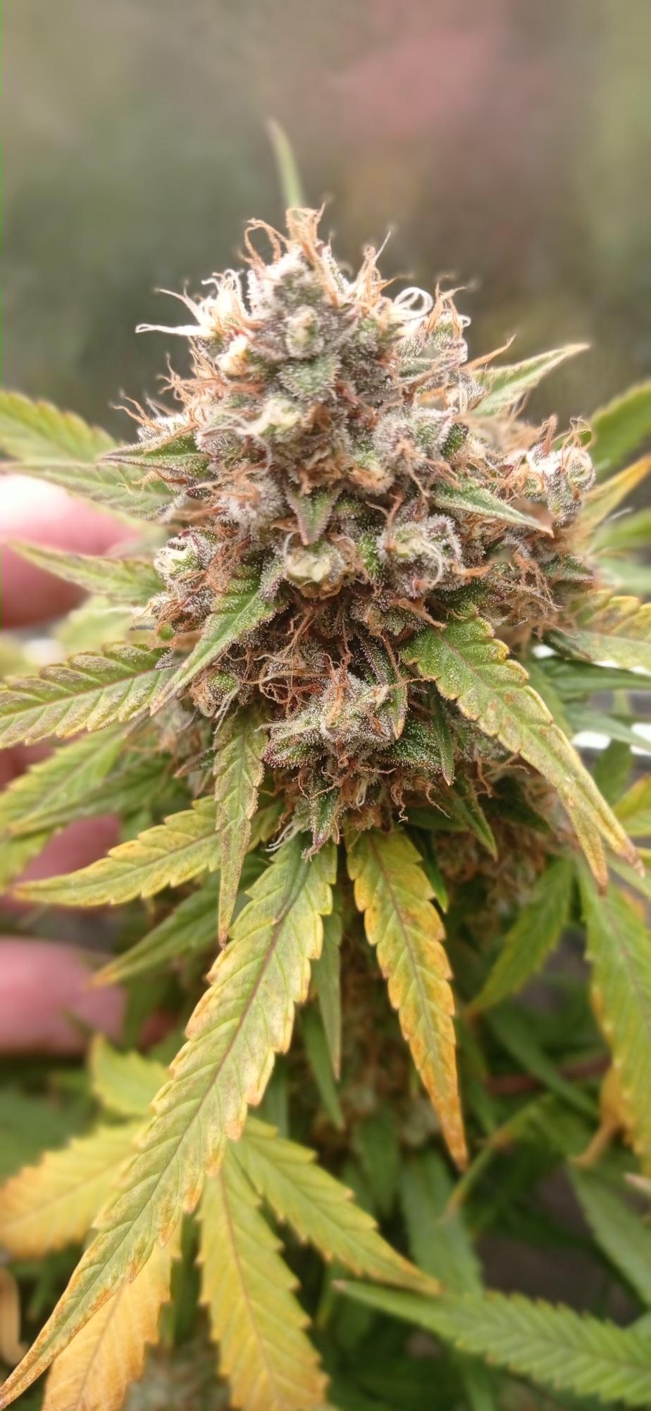 Skunk 1# Auto. Sensi Seeds