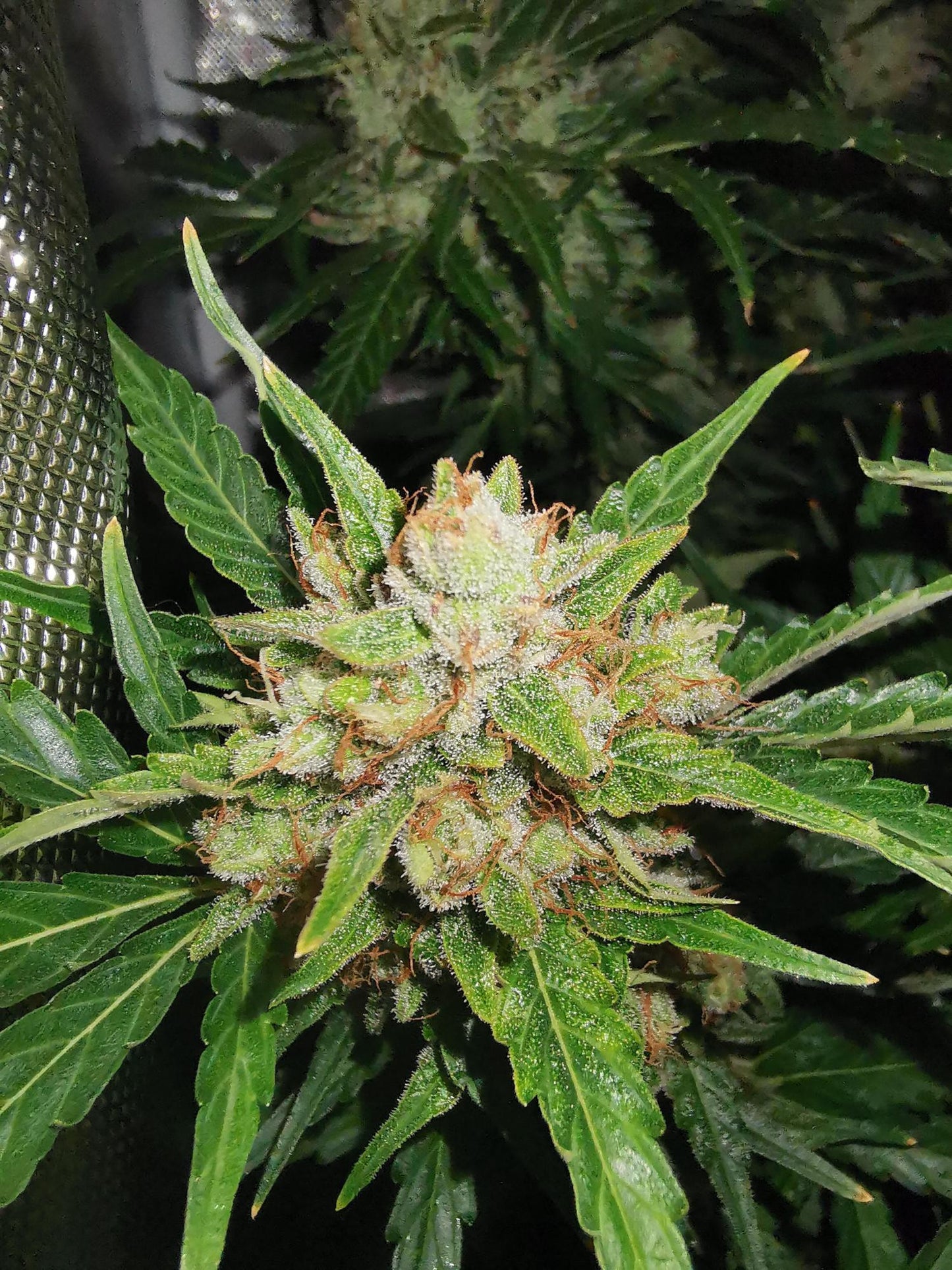 Sweet Skunk Auto. Royal Quean Seeds