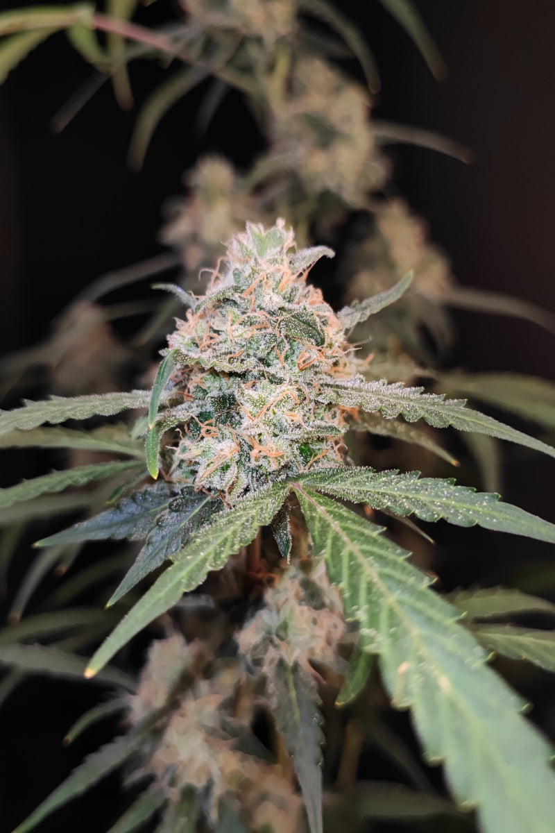 AK Auto. Fast Buds Genetics