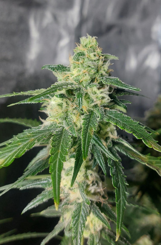 Northern Lights .Auto Sensi Seeds