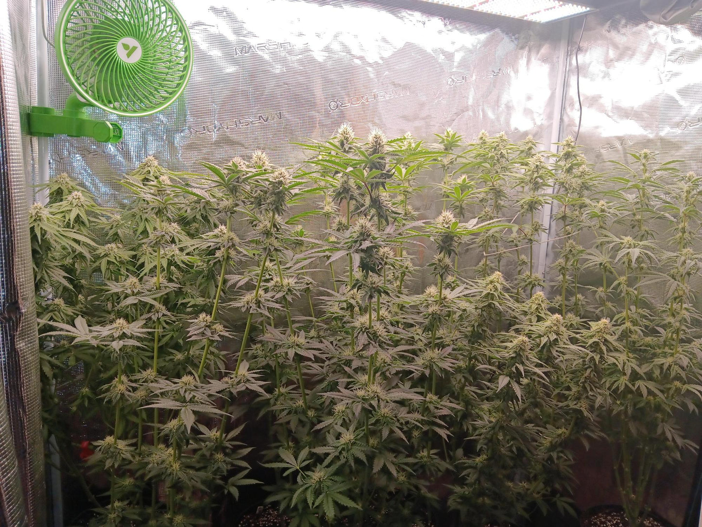 OG Kush Fem. Sensi Seeds
