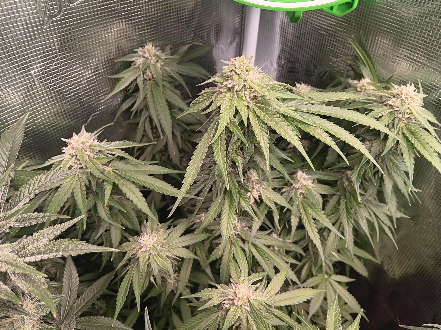 OG Kush Fem. Sensi Seeds
