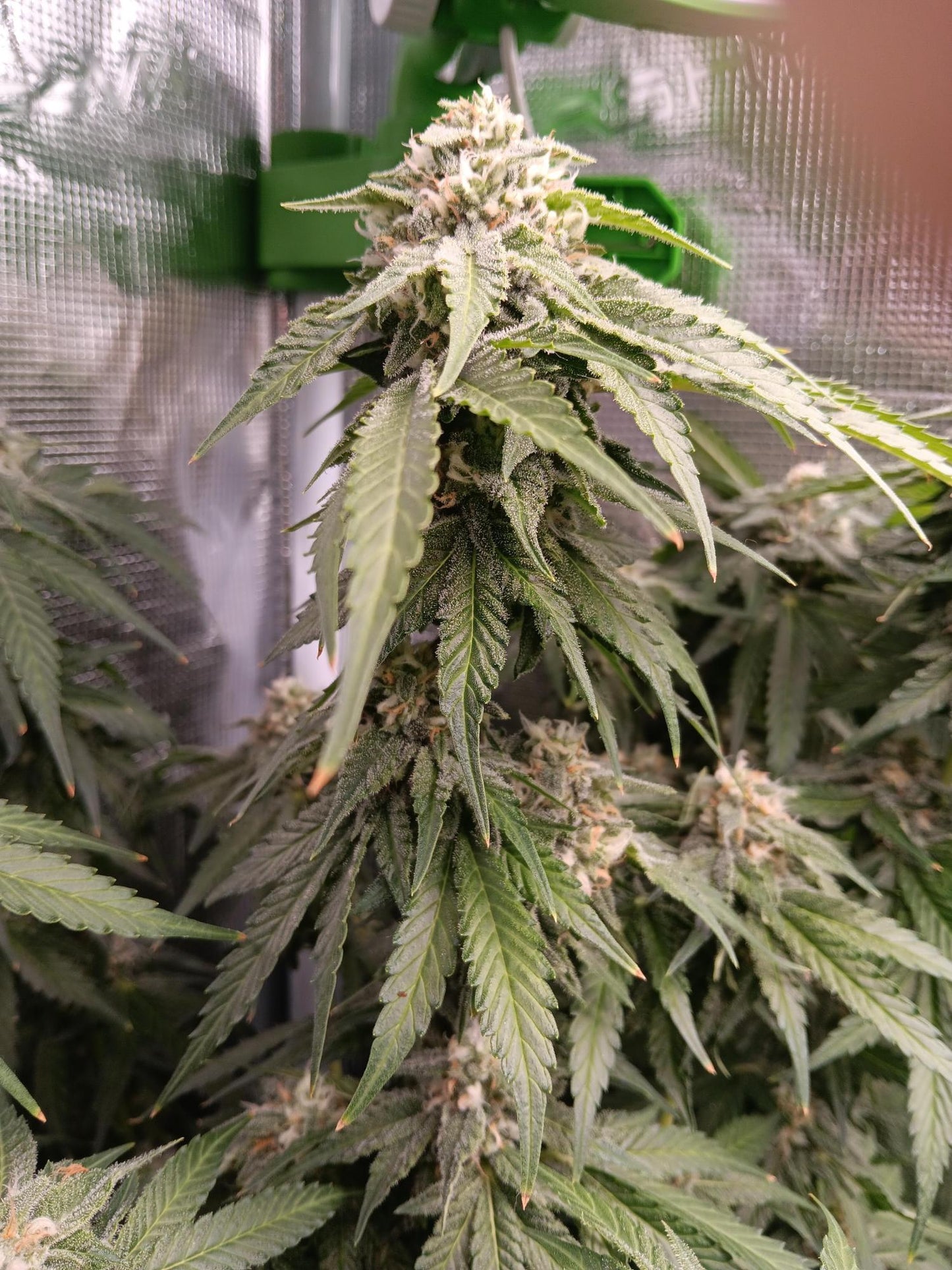 OG Kush Fem. Sensi Seeds