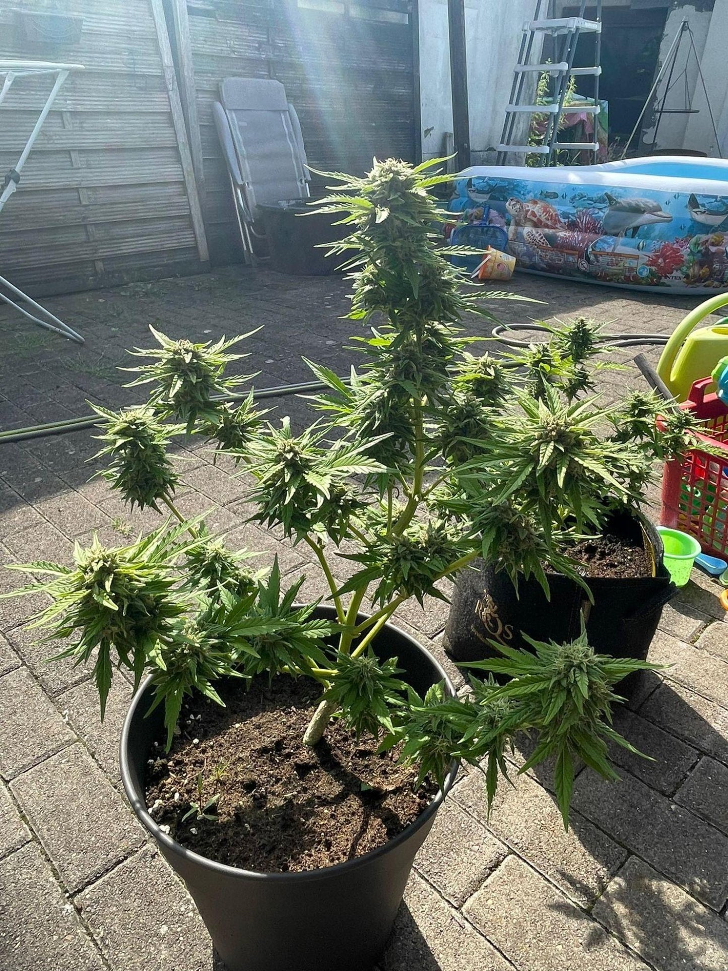 Royal Critical Auto. Royal Quean Seeds