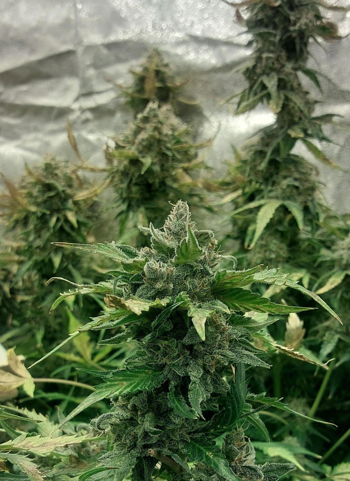 Northern Lights .Auto Sensi Seeds