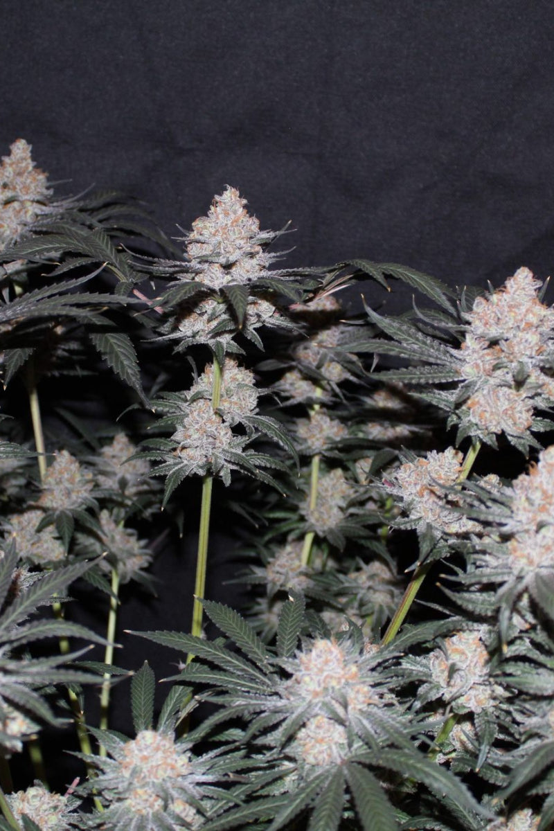 Tropicana Cookies .Fast&Fem Fast Buds Genetics