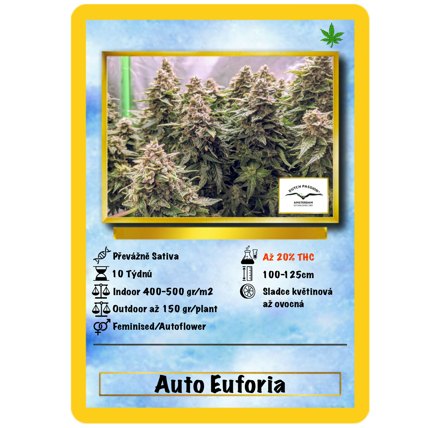 Euforie Auto. Dutch Passion