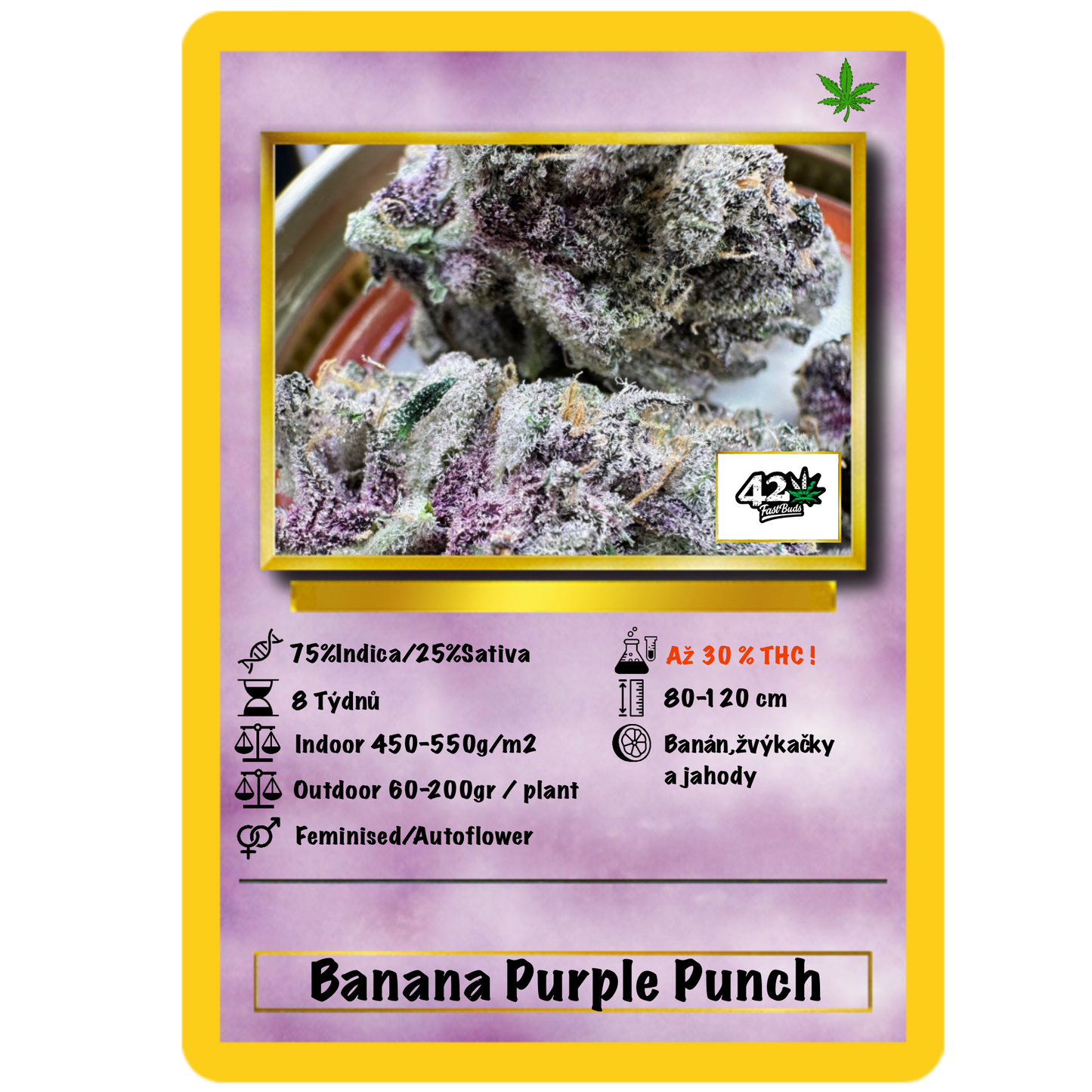 Banana Purple Punch Auto. Fast Buds Genetics