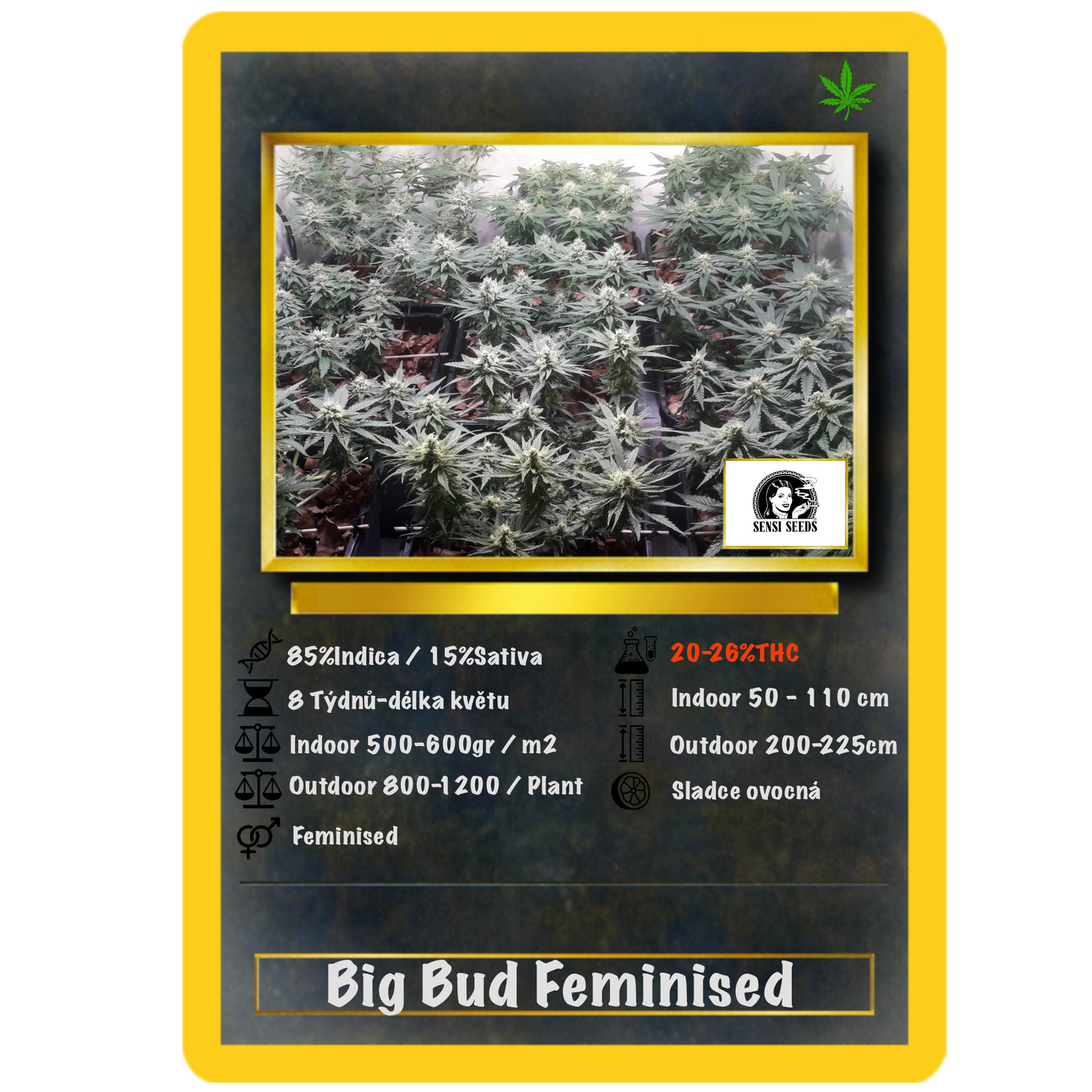 Big Bud .Fem Sensi Seeds
