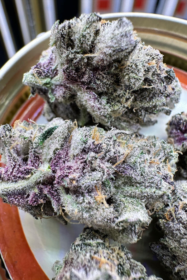 Banana Purple Punch Auto. Fast Buds Genetics