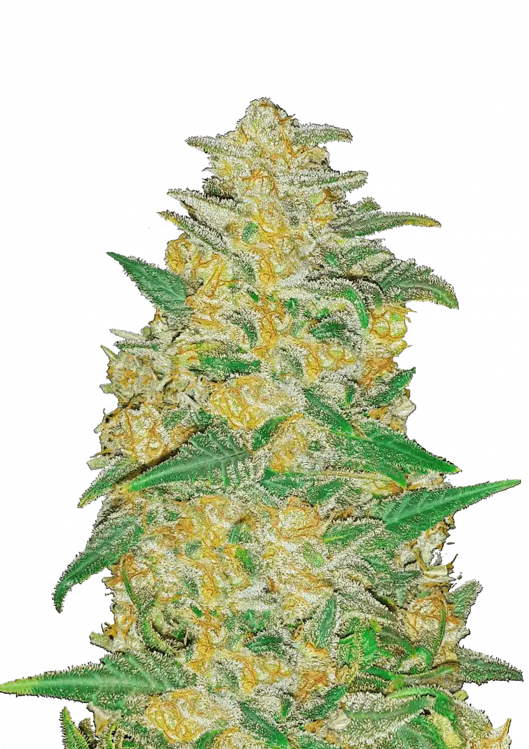 AK Auto. Fast Buds Genetics