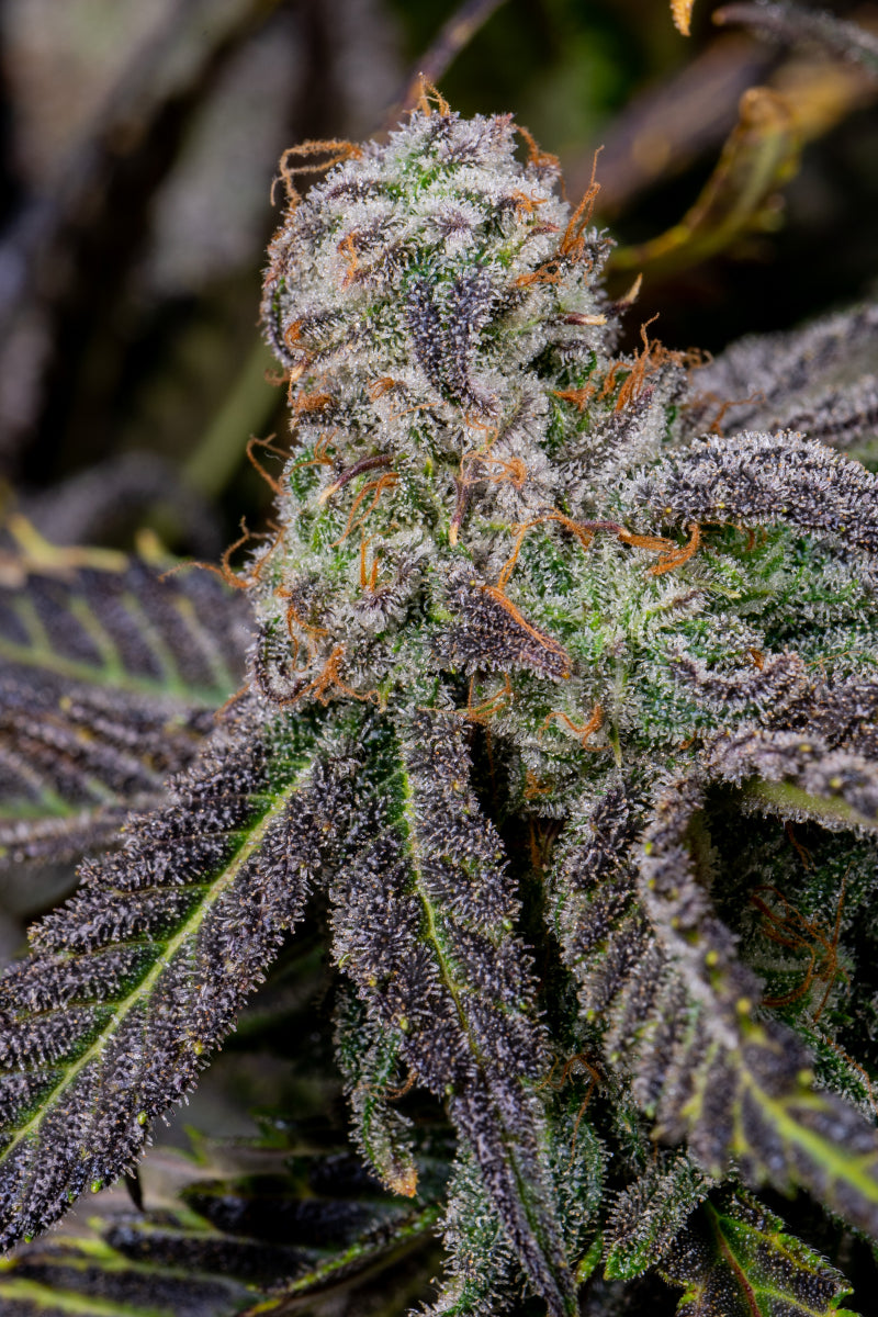 Banana Purple Punch Auto. Fast Buds Genetics