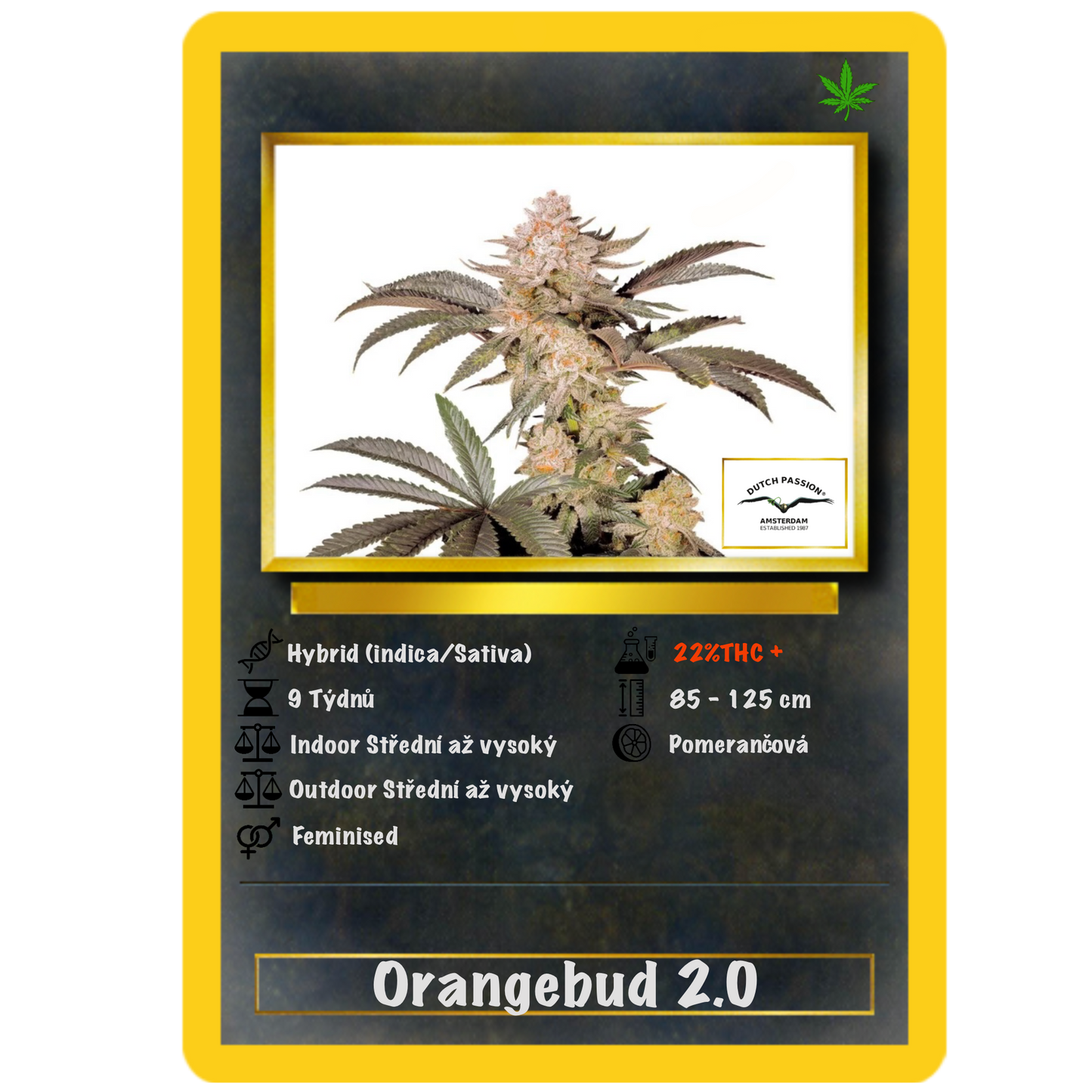 Orange Bud 2.0 .Fem Dutch Passion