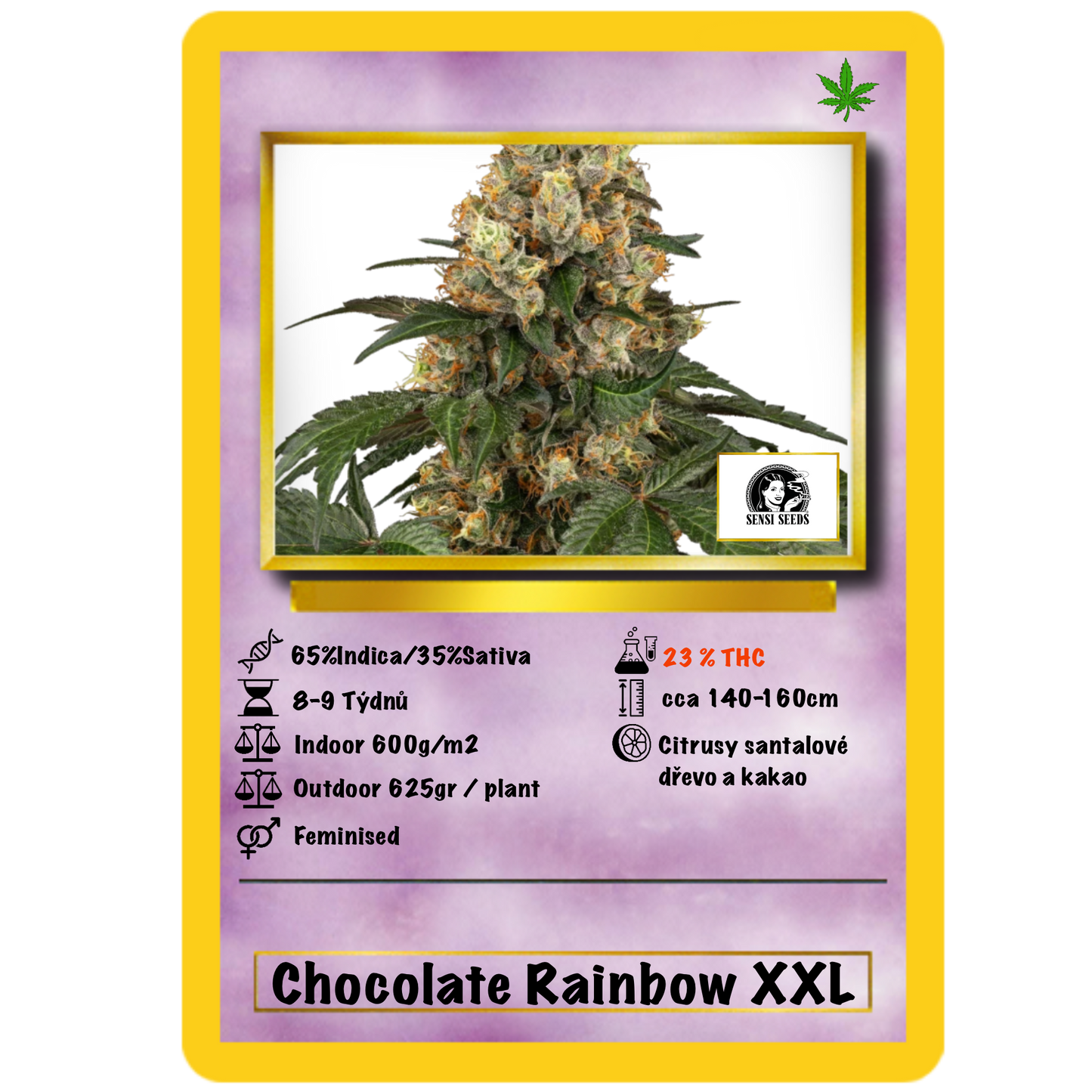 Chocolate Rainbow XXL Fem.Sensi Seeds