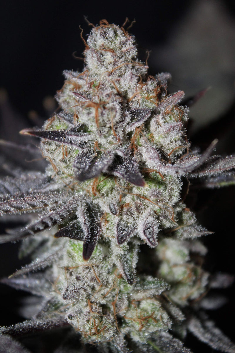 Tropicana Cookies .Fast&Fem Fast Buds Genetics