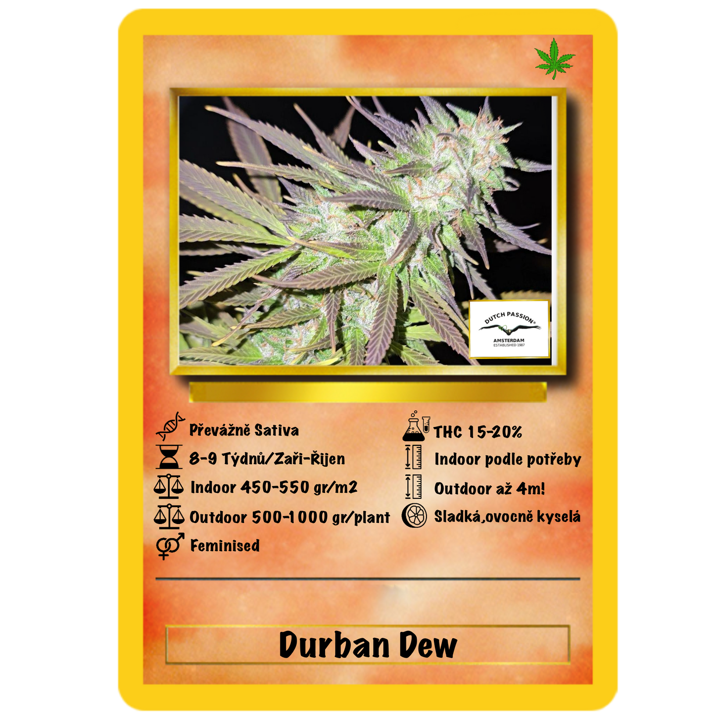 Durban Dew .Fem Dutch Passion
