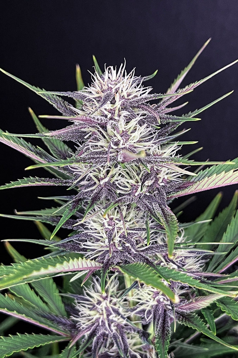 Banana Purple Punch Auto. Fast Buds Genetics