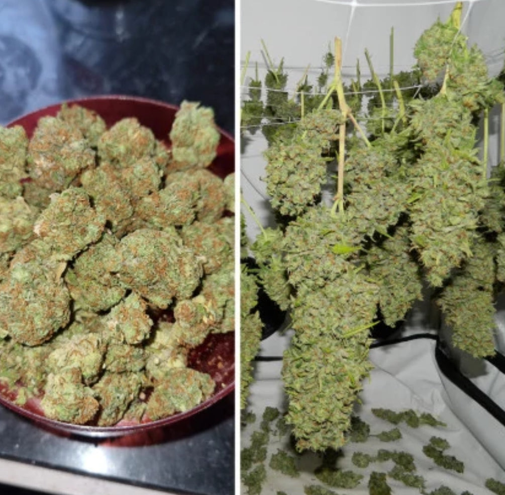 Orange Bud Fem. Dutch Passion