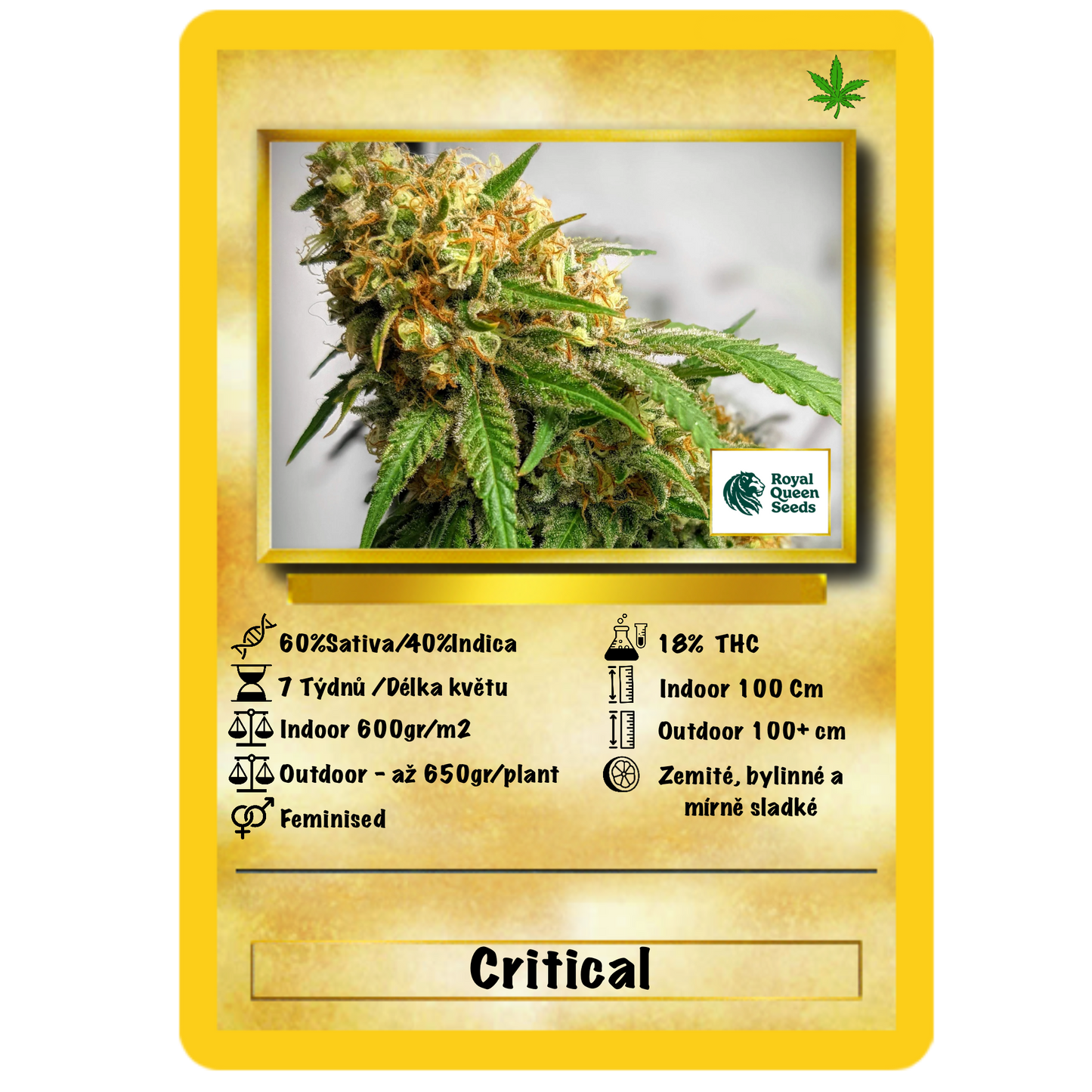 Critical Fem. Royal Queen Seeds
