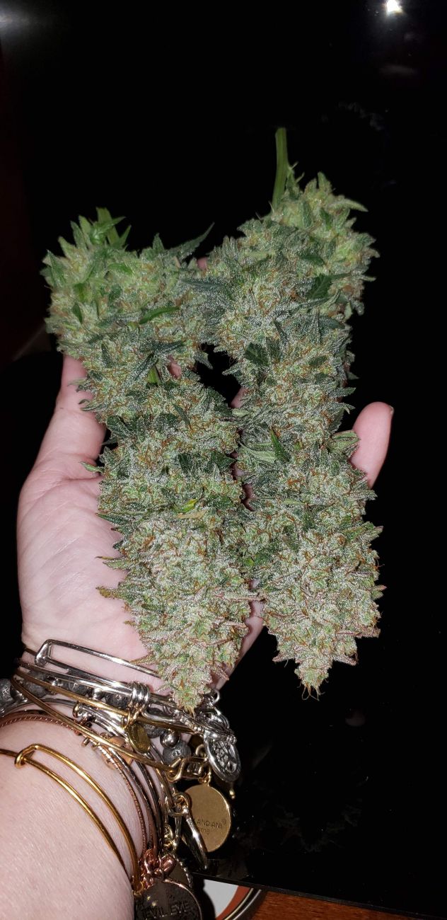 AK Auto. Fast Buds Genetics