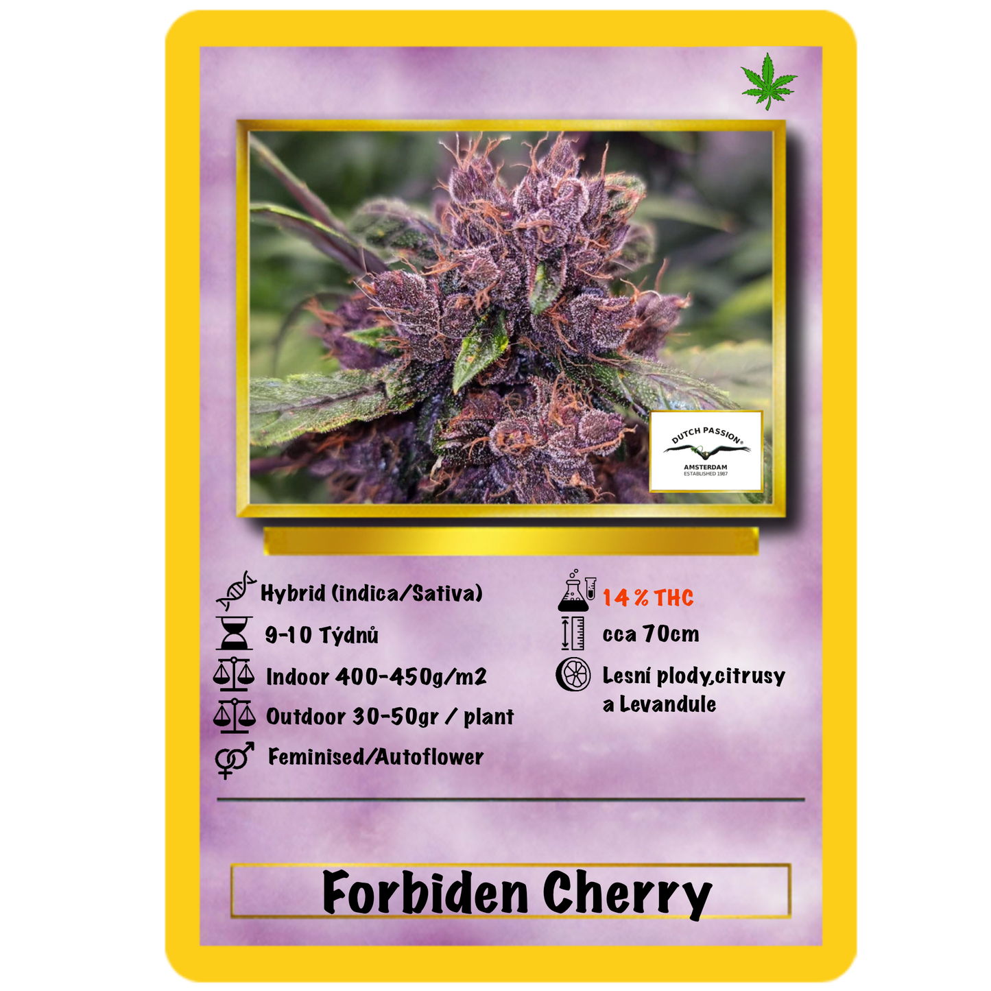 Forbidden Cherry Auto. Dutch Passion
