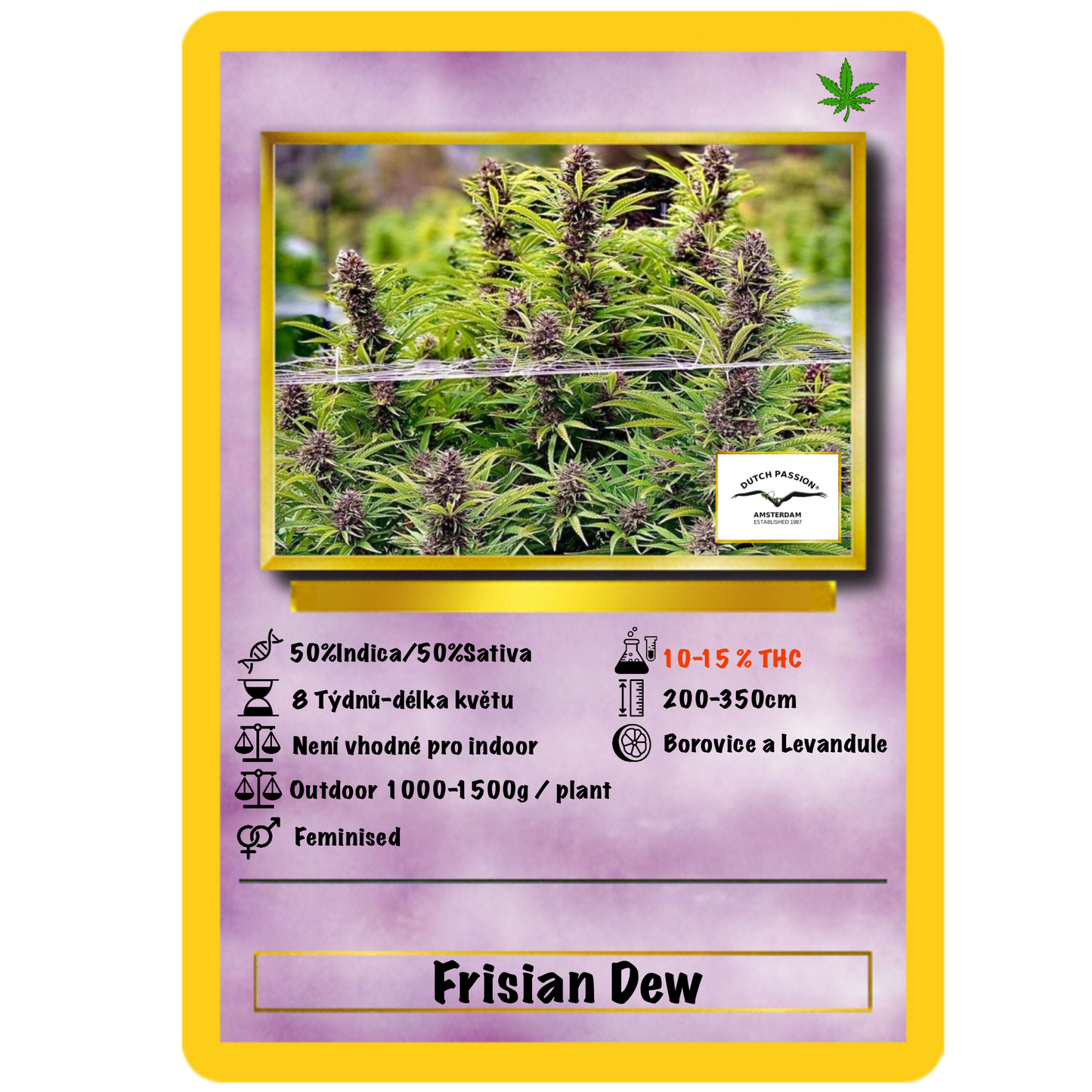 Frisian Dew .Fem Dutch Passion