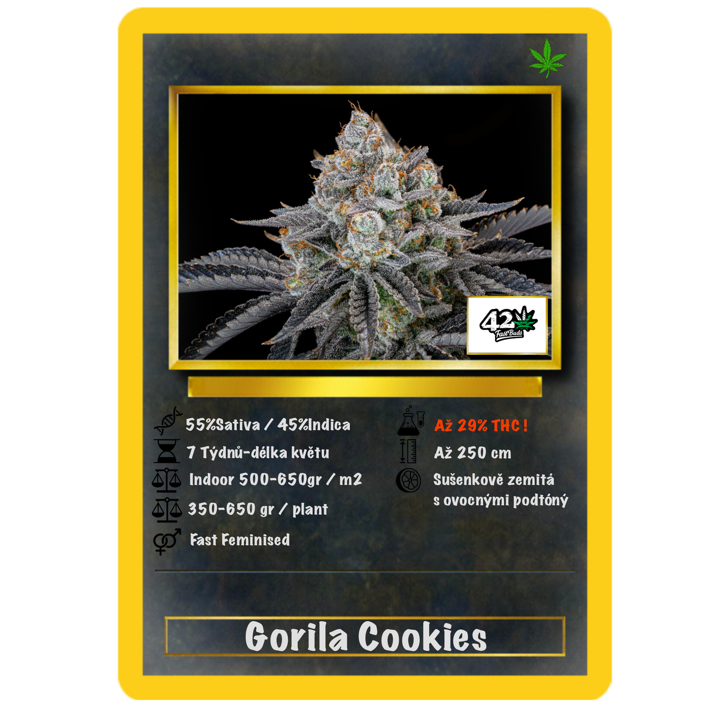 Gorilla Cookies .Fast&Fem Fast Buds Genetics