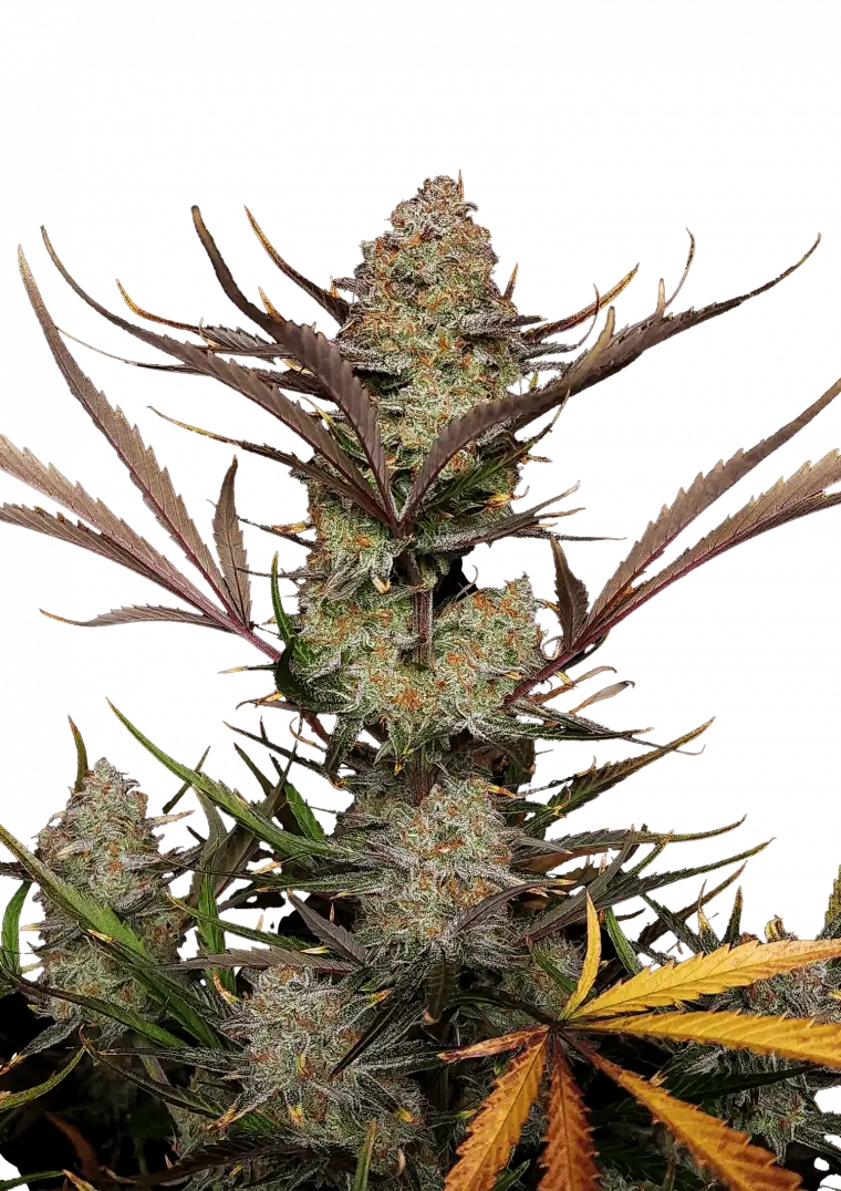 Apple Strudel Auto. Fast Buds Genetics