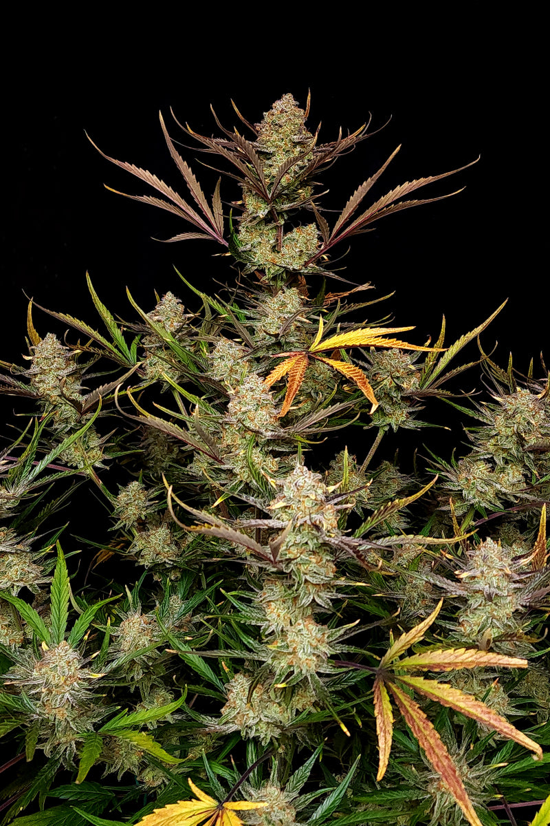 Apple Strudel Auto. Fast Buds Genetics