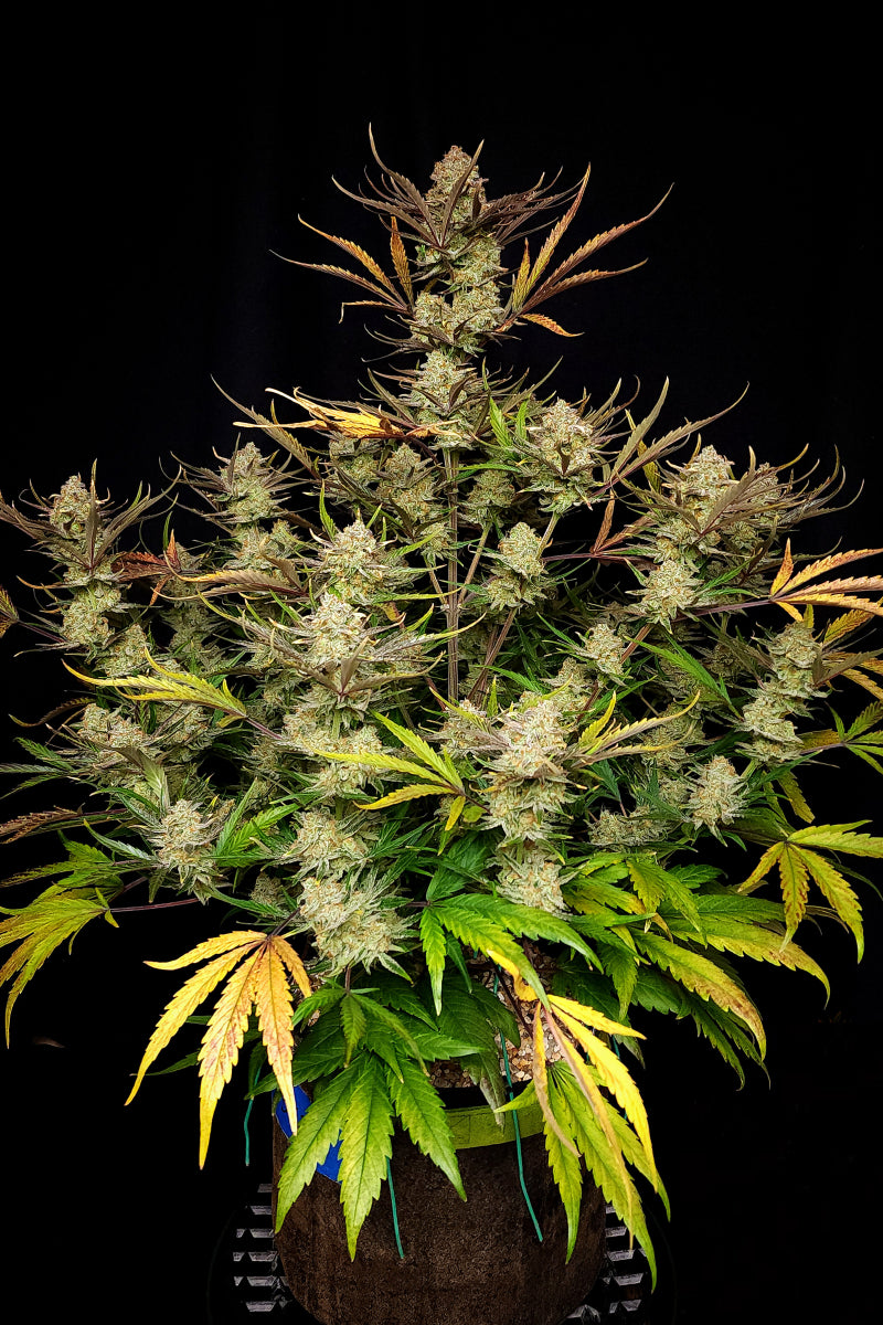 Apple Strudel Auto. Fast Buds Genetics