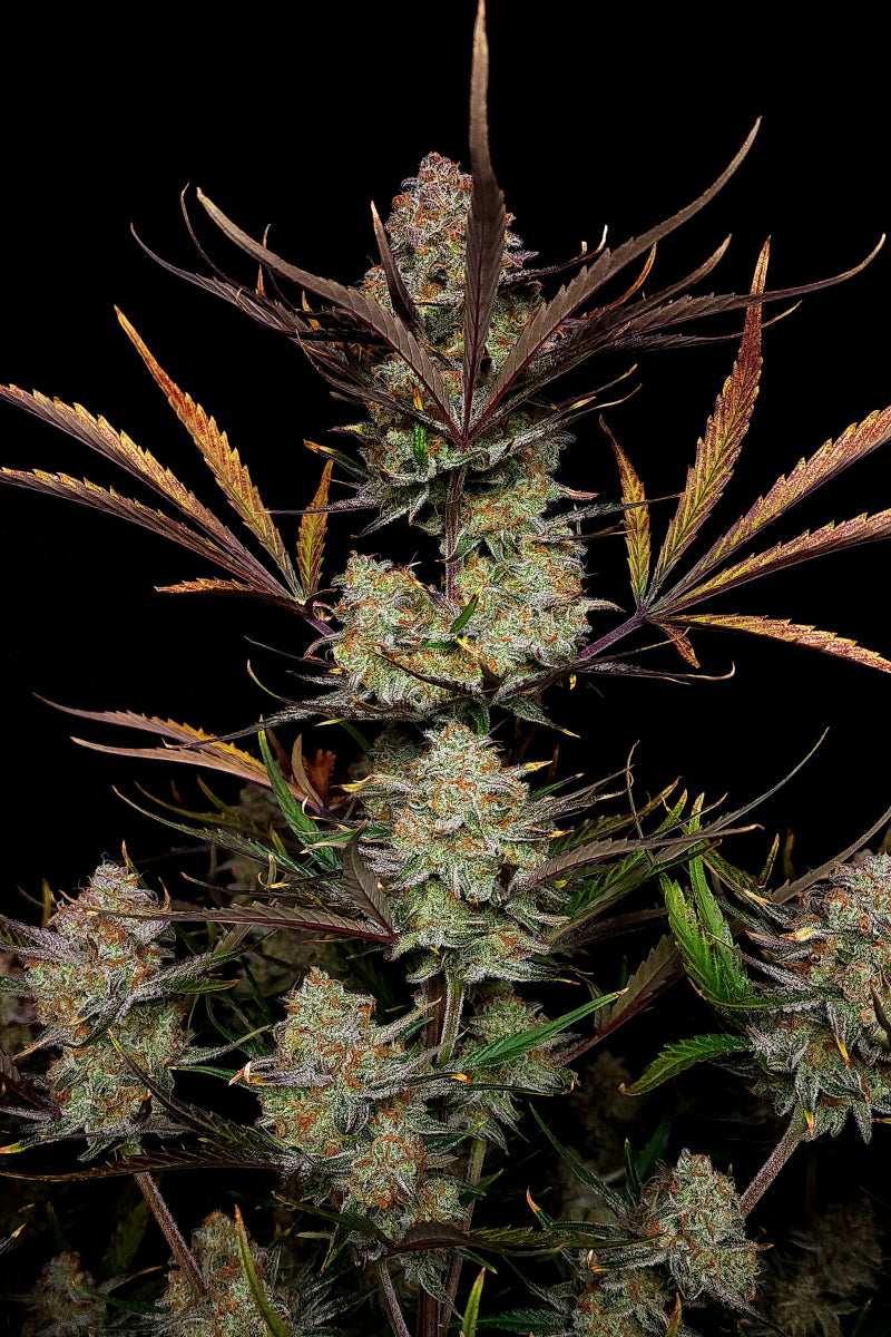 Apple Strudel Auto. Fast Buds Genetics
