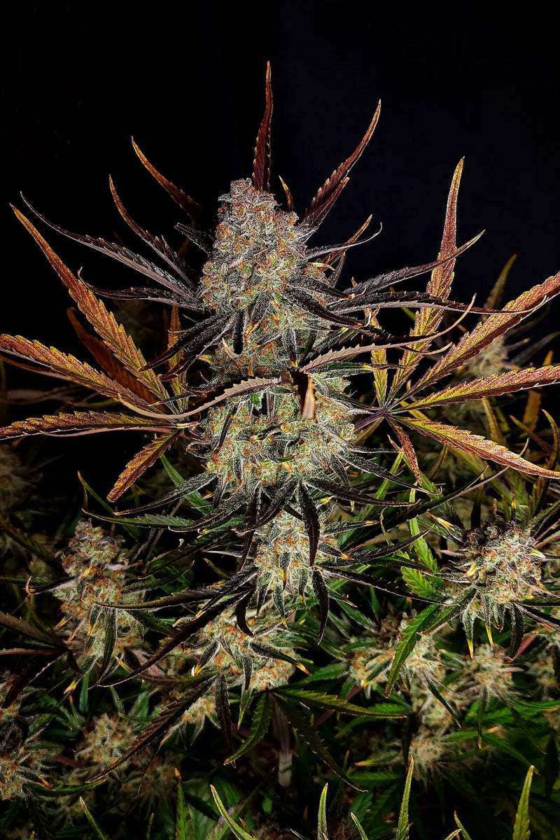 Apple Strudel Auto. Fast Buds Genetics