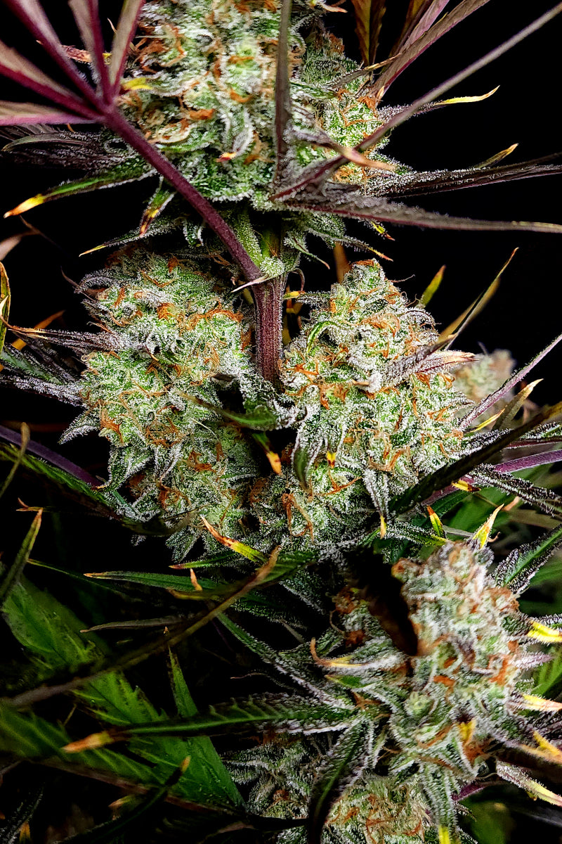Apple Strudel Auto. Fast Buds Genetics