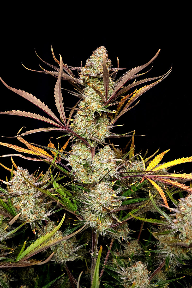 Apple Strudel Auto. Fast Buds Genetics