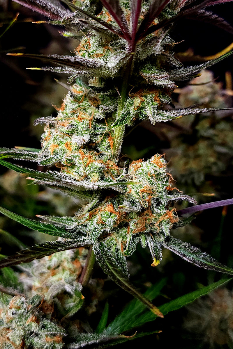 Apple Strudel Auto. Fast Buds Genetics