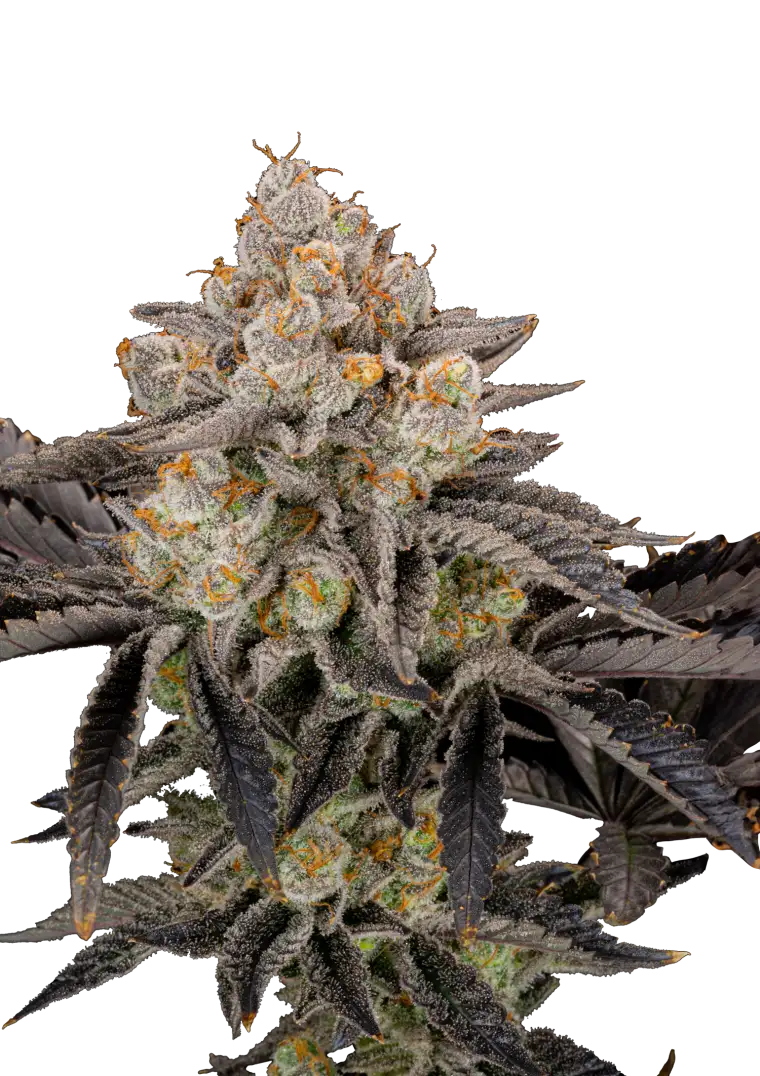 Gorilla Cookies .Fast&Fem Fast Buds Genetics