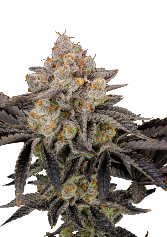 Gorilla Cookies .Fast&Fem Fast Buds Genetics