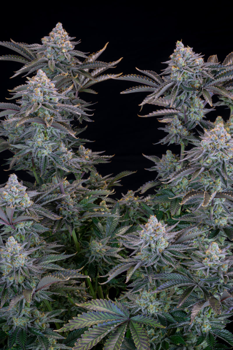 Gorilla Cookies .Fast&Fem Fast Buds Genetics