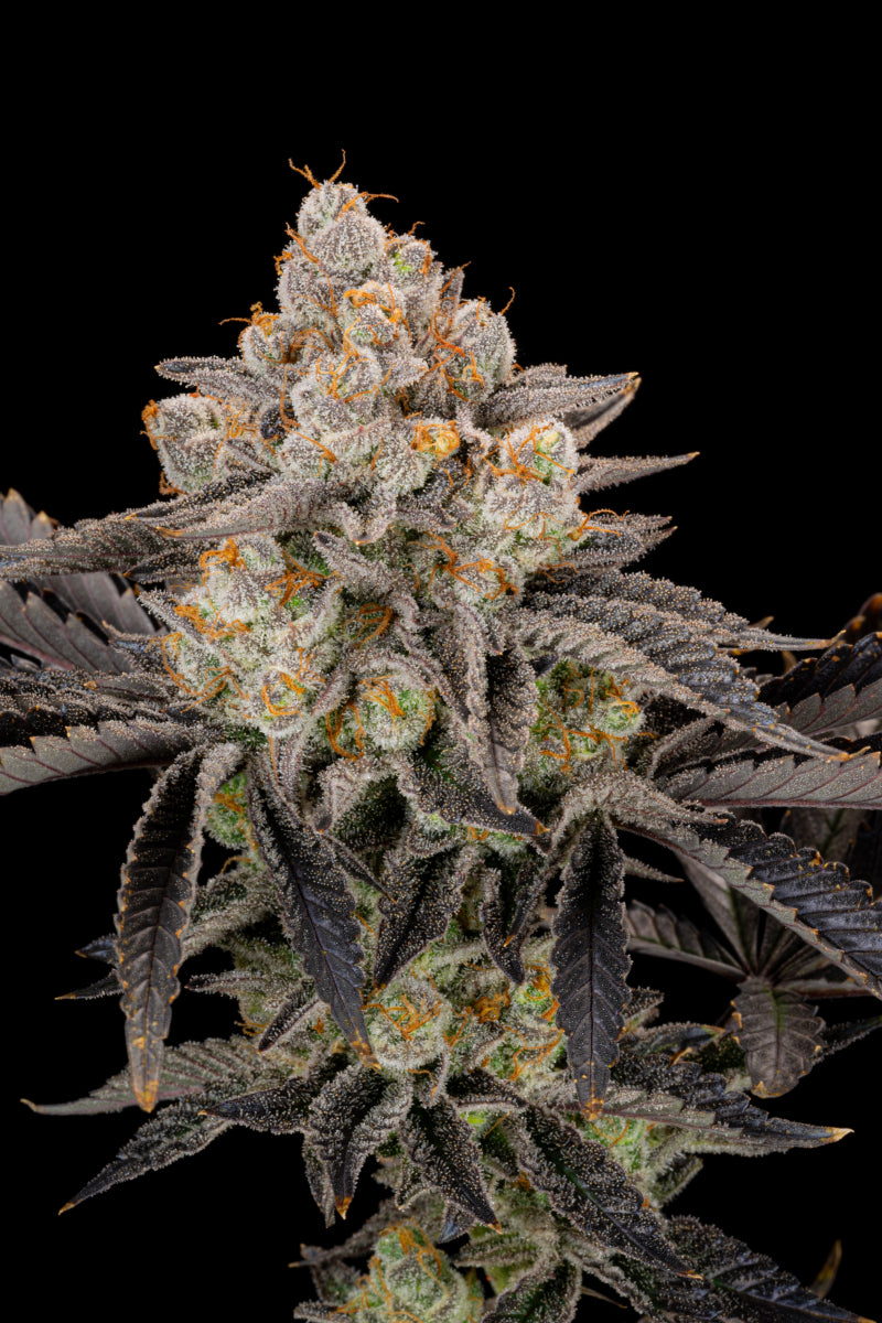 Gorilla Cookies .Fast&Fem Fast Buds Genetics