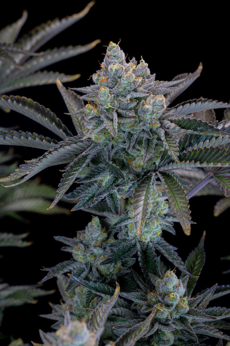 Gorilla Cookies .Fast&Fem Fast Buds Genetics