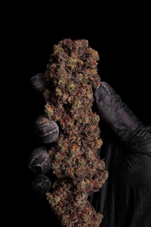 Gorilla Cookies .Fast&Fem Fast Buds Genetics