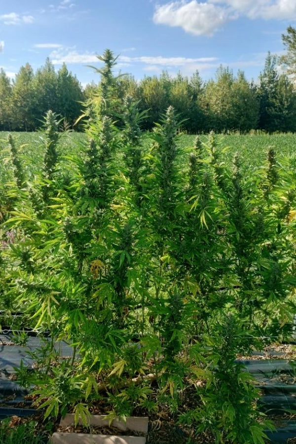 Gorilla Cookies .Fast&Fem Fast Buds Genetics