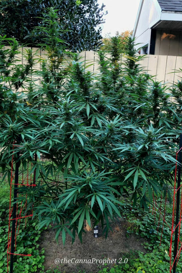 Gorilla Cookies .Fast&Fem Fast Buds Genetics