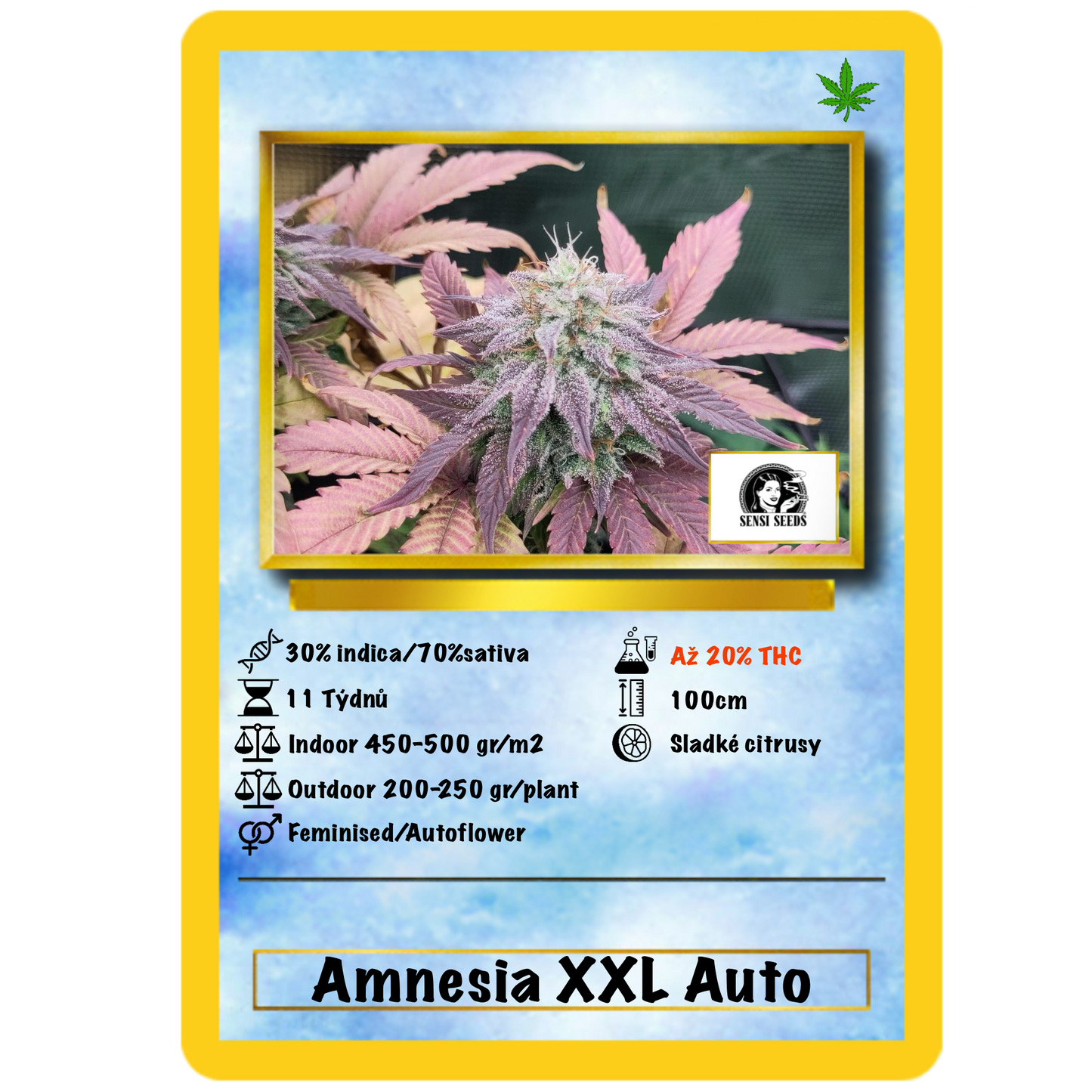 Sensi Amnesia XXL Auto. Sensi Seeds