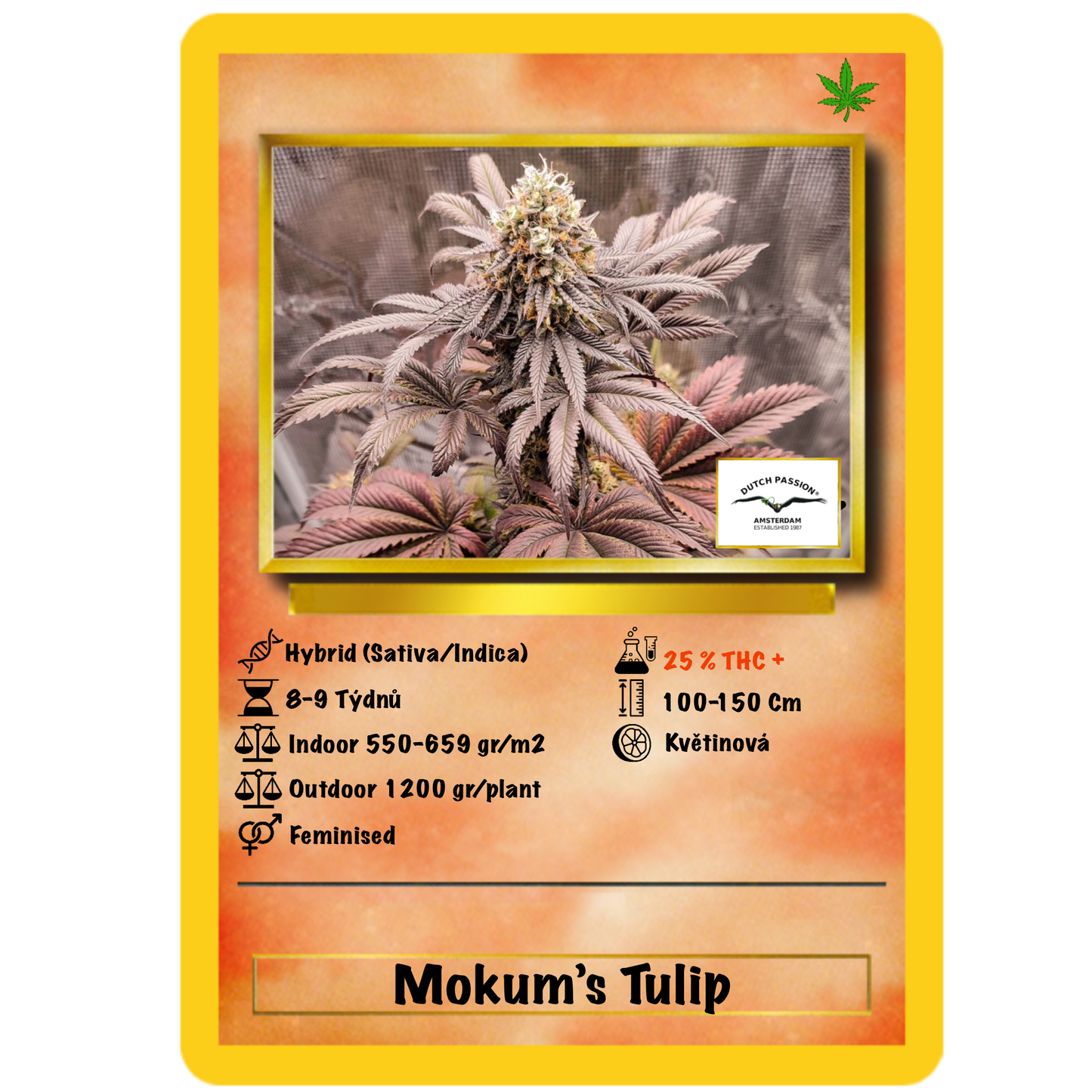 Mokum’s Tulip .Fem Dutch Passion